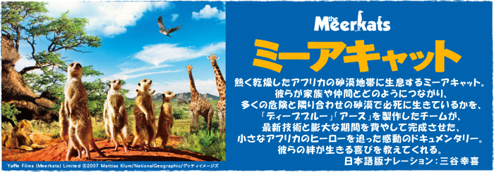 熱く乾燥したアフリカの砂漠地帯に生息するミーアキャット。   
							彼らが家族や仲間とどのようにつながり、多くの危険と隣り合わせの砂漠で必死に生きているかを、   
							「ディープブルー」「アース」を製作したチームが、最新技術と膨大な期間を費やして完成させた、   
							小さなアフリカのヒーローを追った感動のドキュメンタリー。   
							彼らの絆が生きる喜びを教えてくれる。   
							日本語版ナレーション：演出家・三谷幸喜